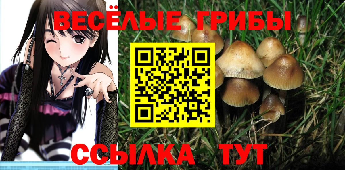 Коркино  Галлюциногенные грибы Psilocybe  где купить   Вход с VPN 